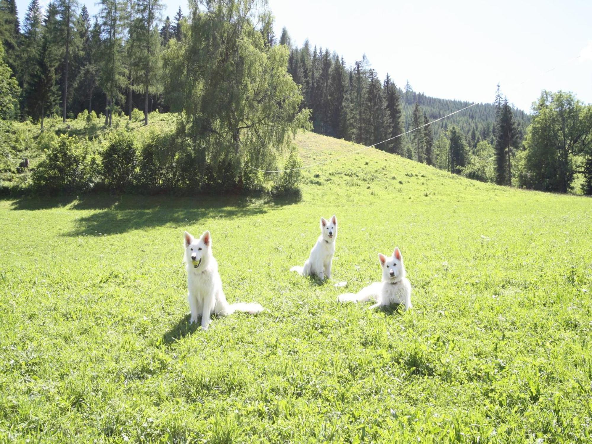 Sprawling Mansion Near Ski Area In Salzburg エーベン・イム・ポンガウ エクステリア 写真